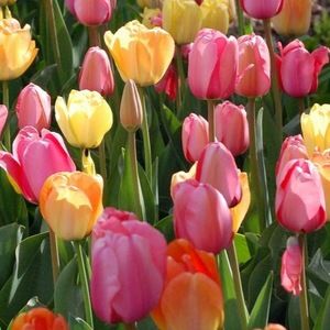 Meet your Posher, Avery